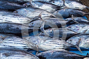 Tuna fishes orderly presented in a row on market near Hikkaduwa, Sri Lanka