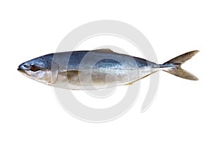 Tuna fresh fish isolated on a white background