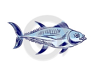 Tuna Hand drawing engraving. tunny Seafood fish. vector illustration