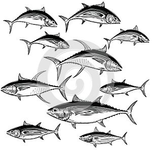 Tuna Illustrations photo