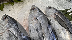 Tuna Mackerel fish fresh in the ice, local produce fish, japanese katsuo fish, or bonito tuna or cakalang or tongkol