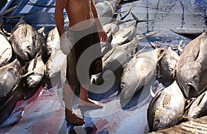 Tuna Market in Mindanao