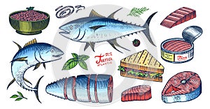 Tuna seafood. Fishes sketch. Retro ink style. Freshwater river fish. Sandwich and canned food. Hand drawn vector