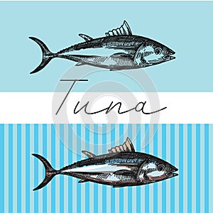 Tuna sketch vector illustration. Hand drawn set of pictures with fish. Food illusttration for menu of care.