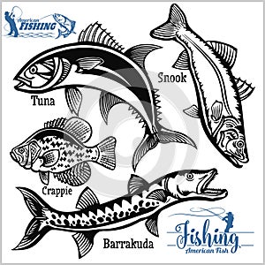 Tuna, Snook, Crappie and Barrakuda - fishing on usa isolated on white