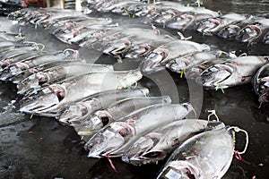 tuna Thunnus