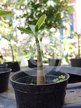 tunas bunga kamboja dengan daun berwarna hijau