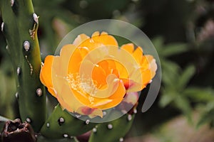 Tunas and cactus flowered in spring red fruits and yellow flowers