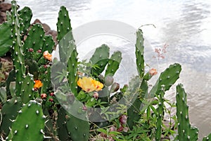 Tunas and cactus flowered in spring red fruits and yellow flowers