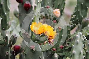 Tunas and cactus flowered in spring red fruits and yellow flowers