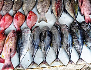 Tunas, Groupers, and Yellow Fins. All These Fishes are From Indonesia