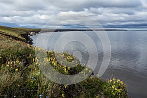 Tundra with flowers on the beach.