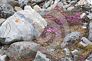 Tundra flowers (Saxifraga oppositifolia)