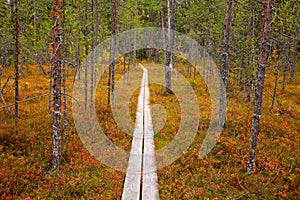 Tundra forest in autumn Finland near the Russia border. Wooden timber footpath on the water forest