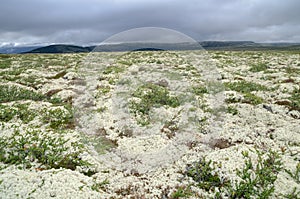 Tundra landscape with lichens and dwarf birch trees, Norway