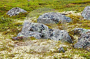 Tundra landscape in Murmansk region