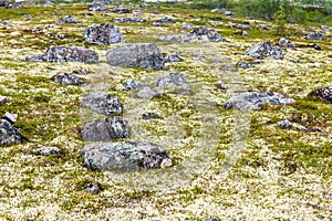 Tundra landscape in Murmansk region