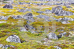 Tundra landscape in Murmansk region