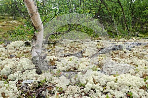 Tundra with lichens and Birch trees, Norway