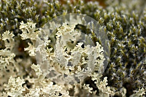 Tundra moss photo
