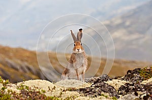 Tundra or mountain hare Lepus timidus photo