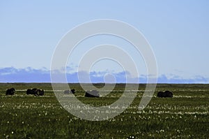 Tundra Musk Ox