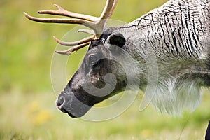 Tundra Raindeer (Rangifer tarandus)