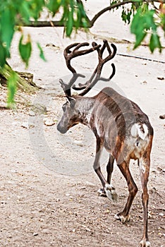 Tundra Reindeer - (Rangifer tarandus)