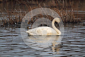 Tundra Swan photo