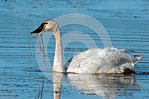 Tundra Swan