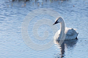 Tundra Swan