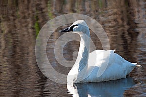 Tundra Swan