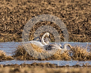 Tundra Swan adult and two juveniles feeding