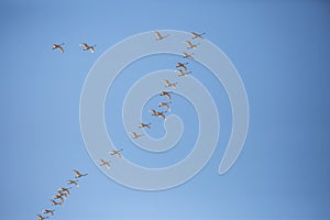 Tundra Swan Cygnus columbianus migrating with a blue sky and copy space