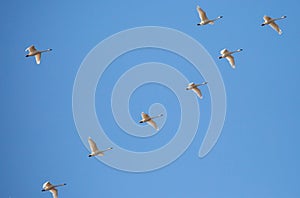 Tundra Swan Cygnus columbianus migrating in a V formation with a blue sky