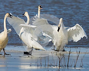 Tundra Swan disturbance on the ice shelf photo