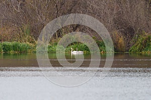 Tundra Swan feeding and resting in lakeside marsh
