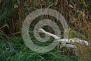 Tundra Swan feeding and resting in lakeside marsh