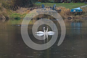 Tundra Swan feeding and resting in lakeside marsh