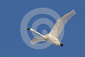 Tundra Swan in Flight