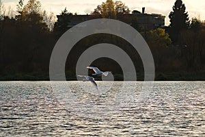 Tundra Swan flying over a lake