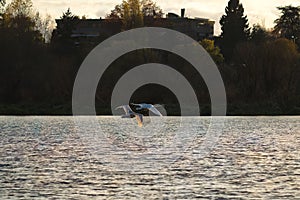 Tundra Swan flying over a lake