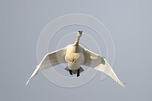 Tundra Swan Flying Overhead on Spring Migration
