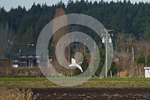 Tundra Swan flying