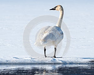 Tundra Swan