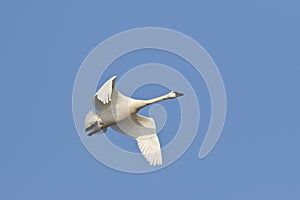 Tundra Swan Migrating in the Spring - Ontario, Canada
