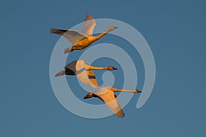 Tundra swan migration