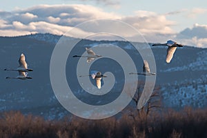 Tundra swan migration