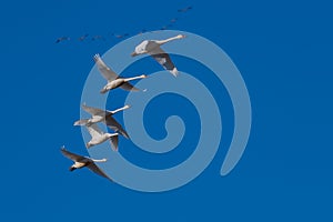 Tundra swan migration