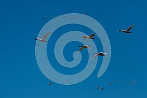 Tundra swan migration